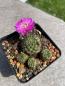 Preview: Sulcorebutia mojocoensis